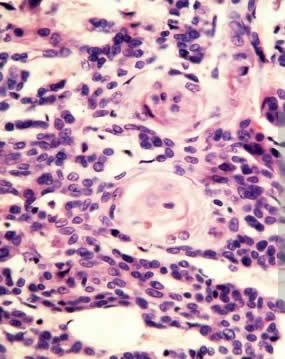 Qué es un epitelio y cual es su función