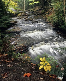 Los mosquitos al acecho